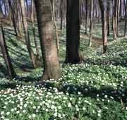 The Boserup Forest